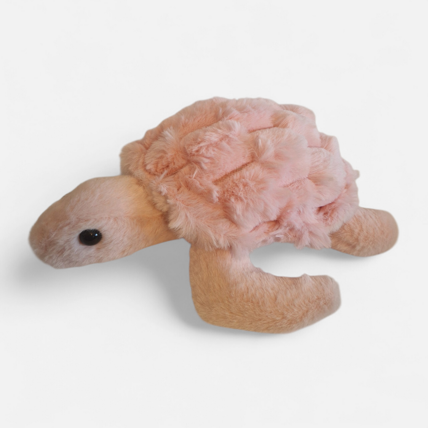 My turtle to keep