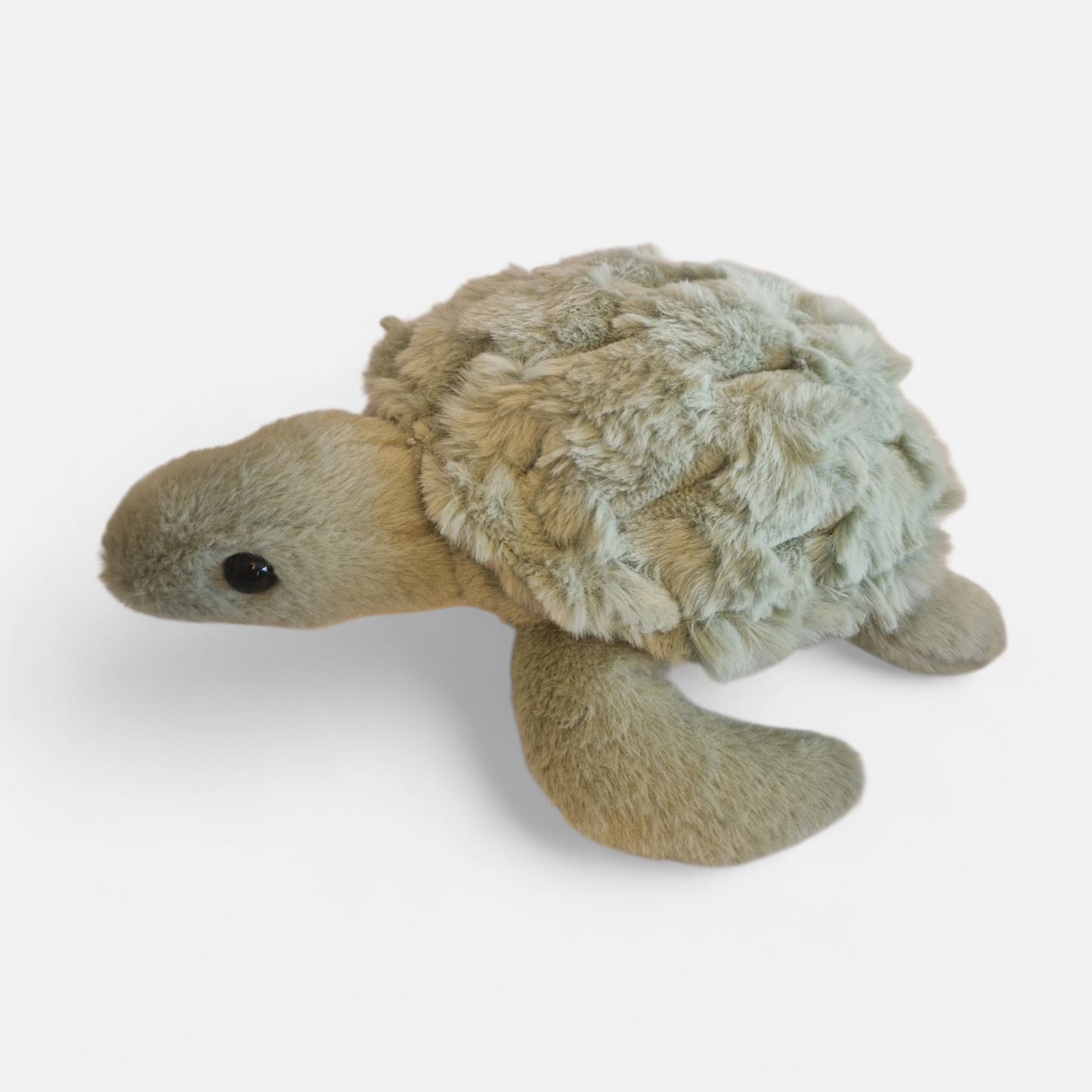 My turtle to keep